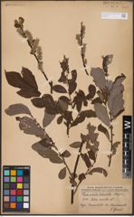 Foto von Salix aurita L.